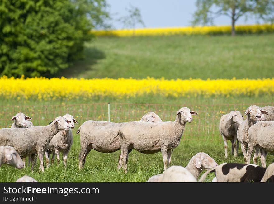 Sheep And Canola