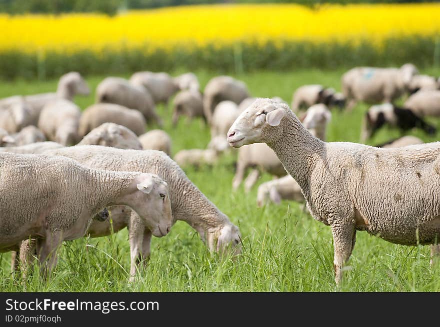 Sheep and Canola