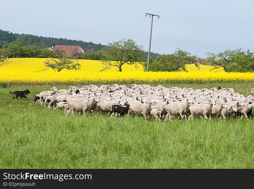 A flock of sheep in a springtime scenery with shining yellow canola. A flock of sheep in a springtime scenery with shining yellow canola