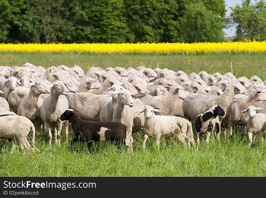 Sheep and Canola