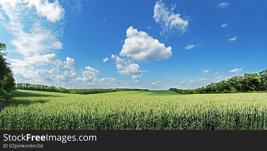 Panorama of a wheaten field. Panorama of a wheaten field