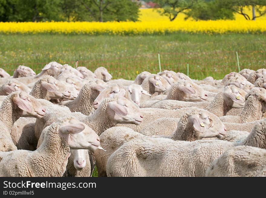 Sheep and Canola