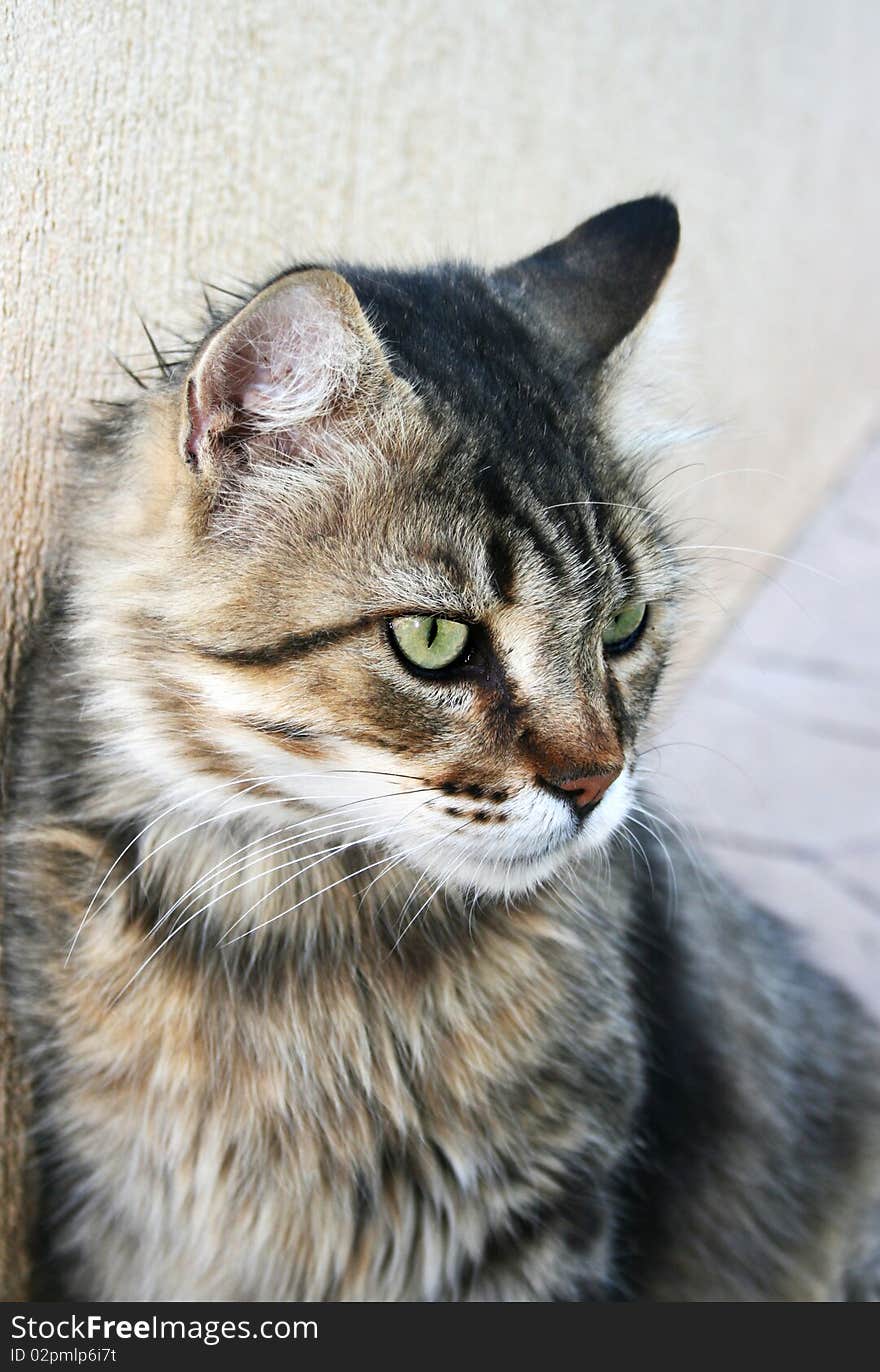 Vertical picture of cat at the wall.