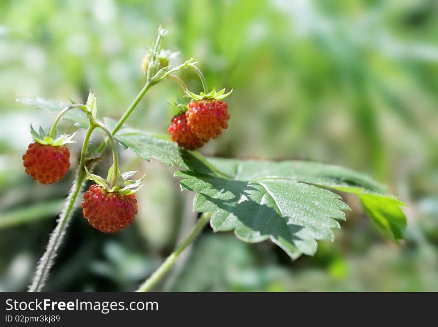 Wild strawberries in the summer forest. Wild strawberries in the summer forest.