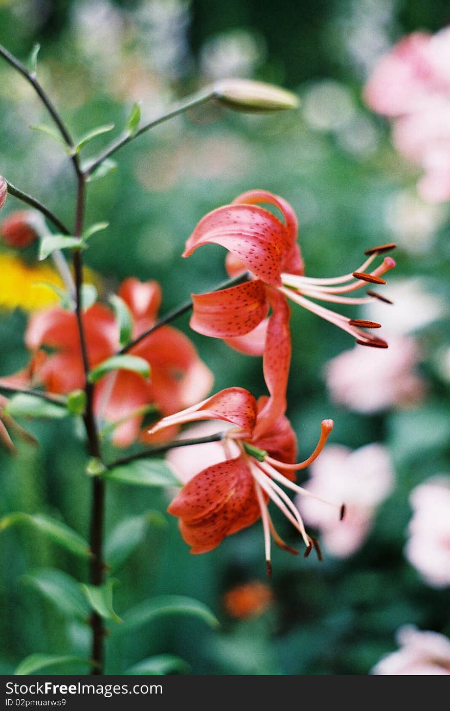 Beautiful flowers - Lilium lancifolium - Lilium tigrinum. Analog photography - Minolta 3000.