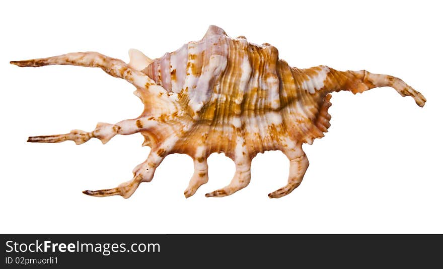 Sea shell on white background