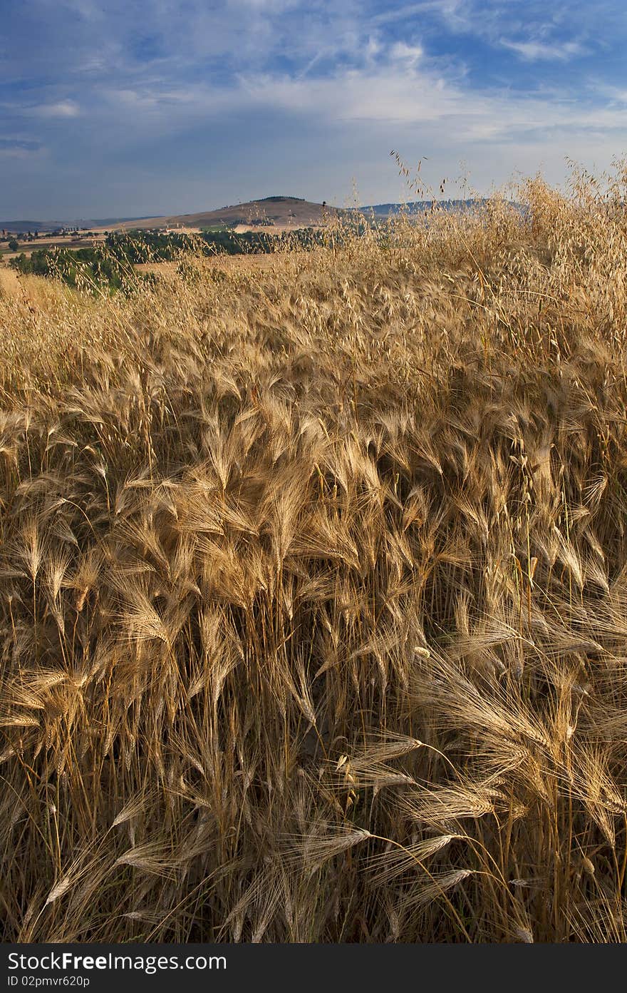 The wheat is cultural plant. It is one of the oldest plants in the world. The photo shows her beautiful shine. The wheat is cultural plant. It is one of the oldest plants in the world. The photo shows her beautiful shine.