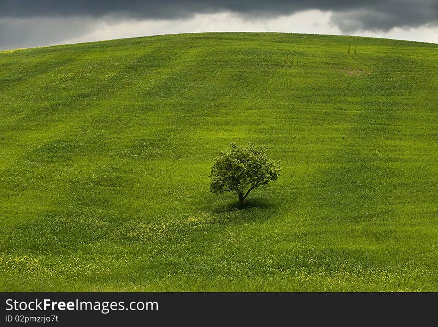 I am the middle of the meadow.Myself in the middle of the meadow. Green and little. I am the middle of the meadow.Myself in the middle of the meadow. Green and little.