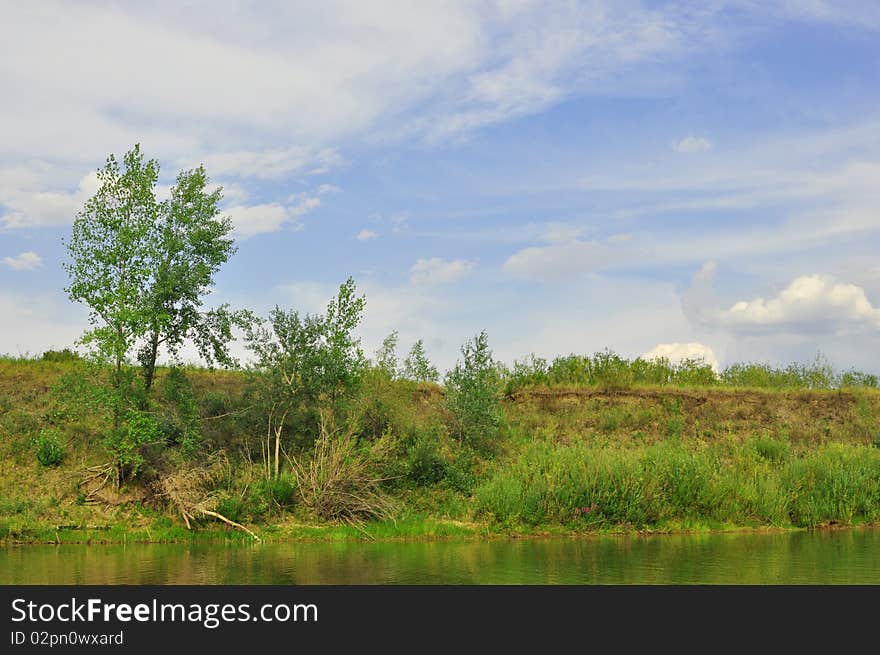 Trees on river bank