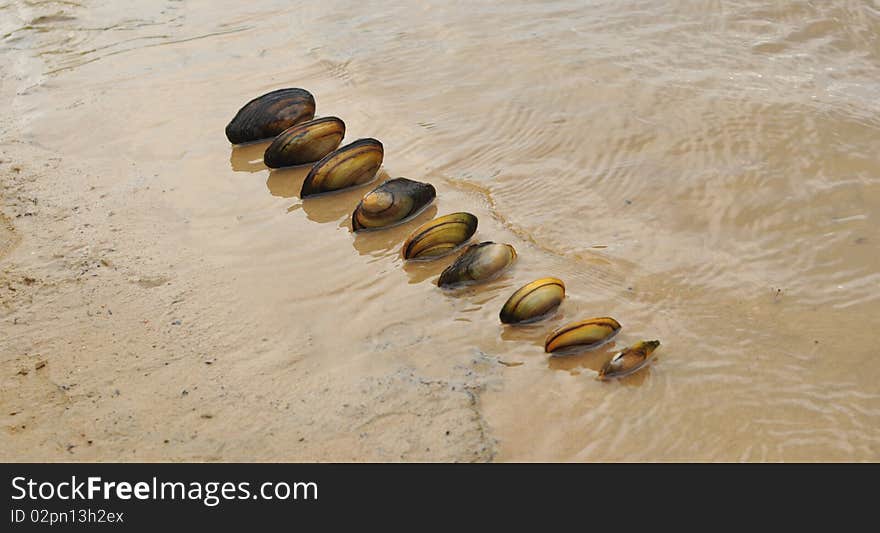 River Cockleshells