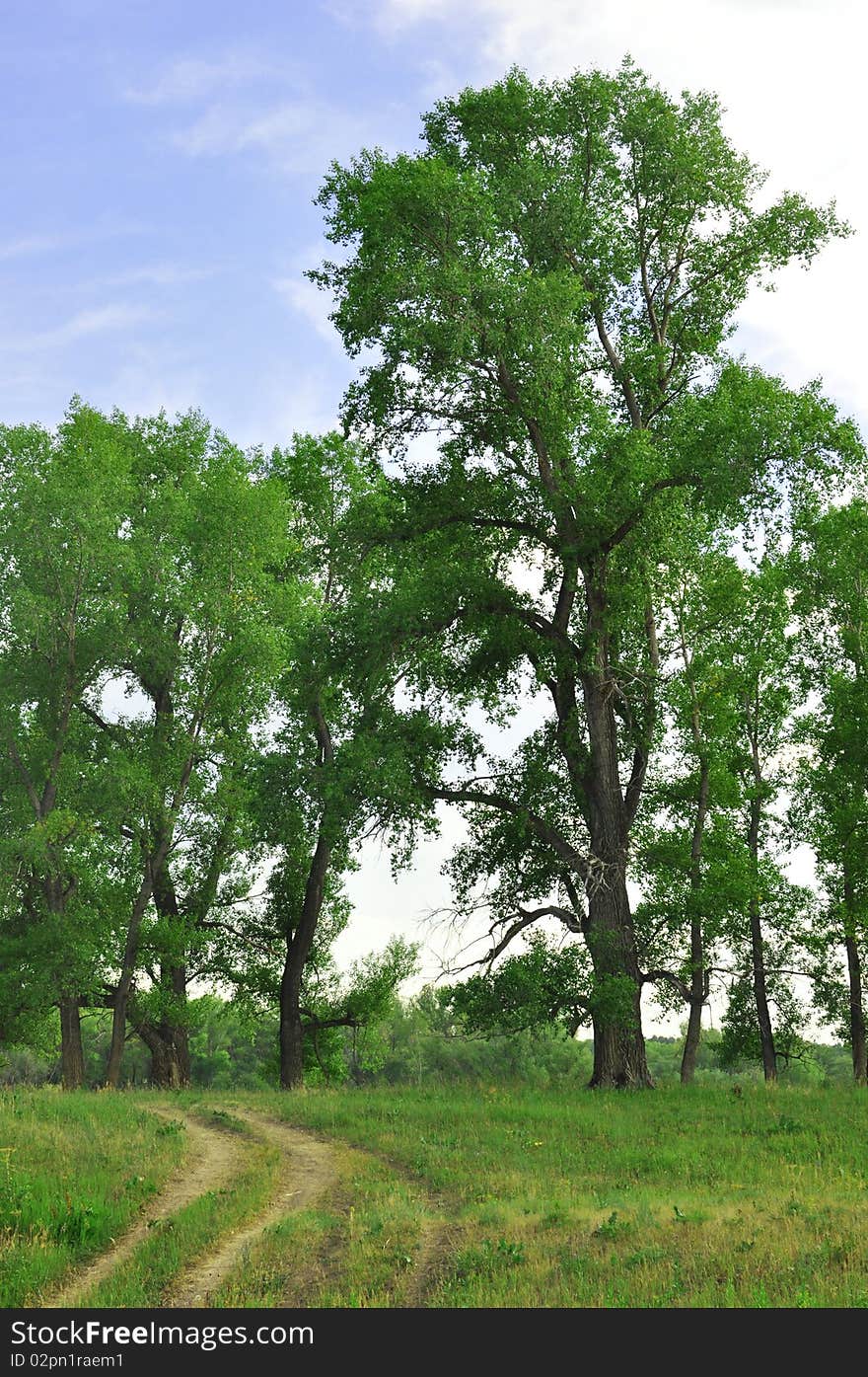 Road And Tree On Green Field