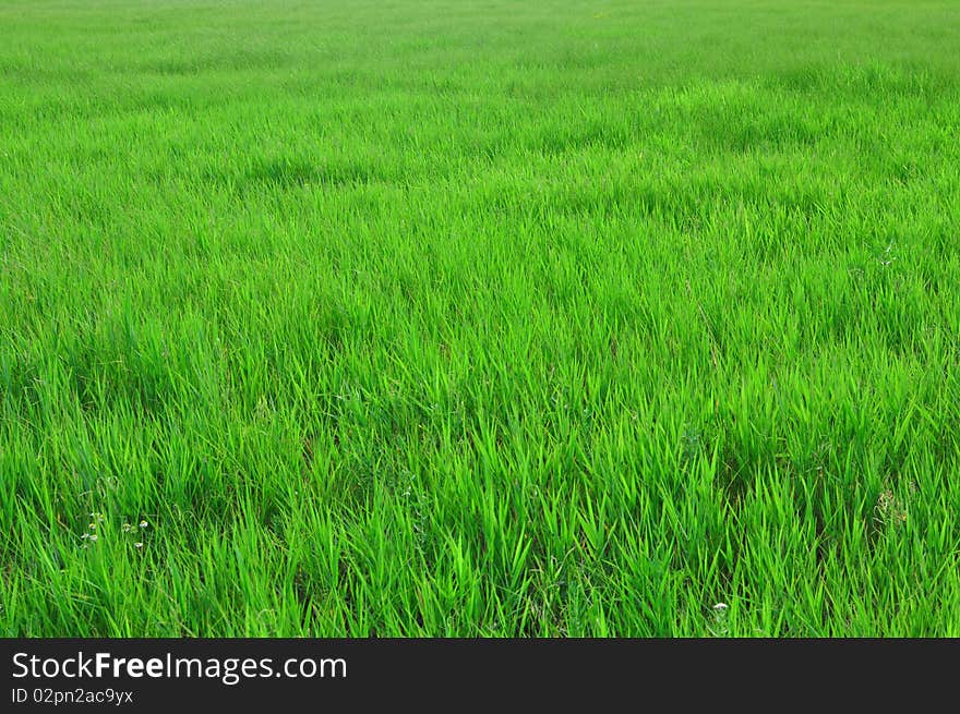 Plants for natural background, fluffy wild plant grouped in sunny day