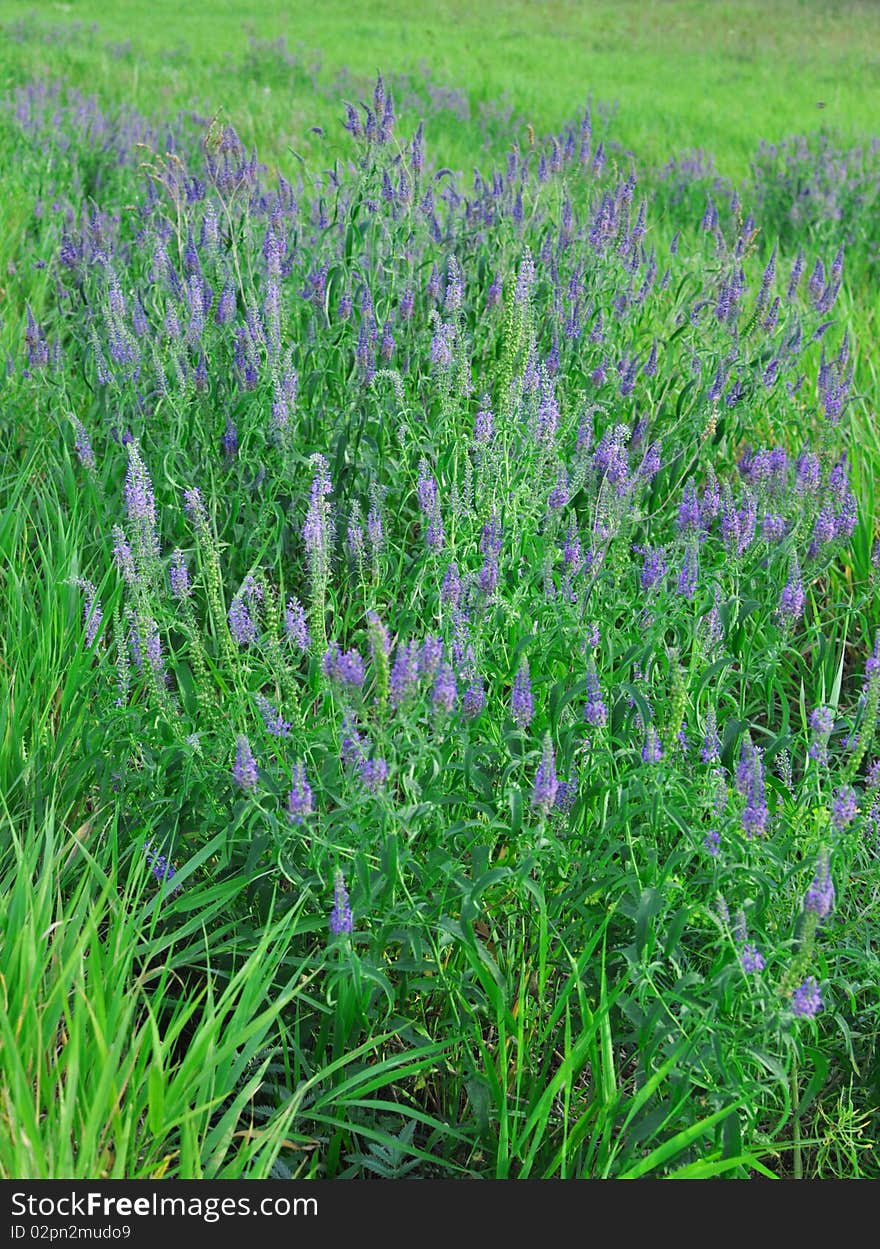 Beautiful dark blue flowers on a green meadow