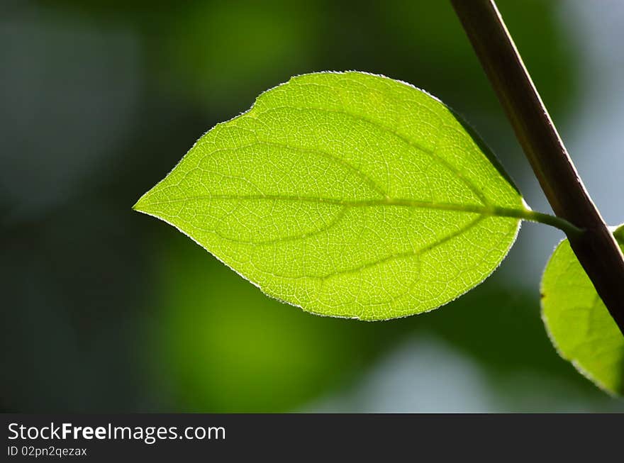 Green leaves in city park in the spring afternoon