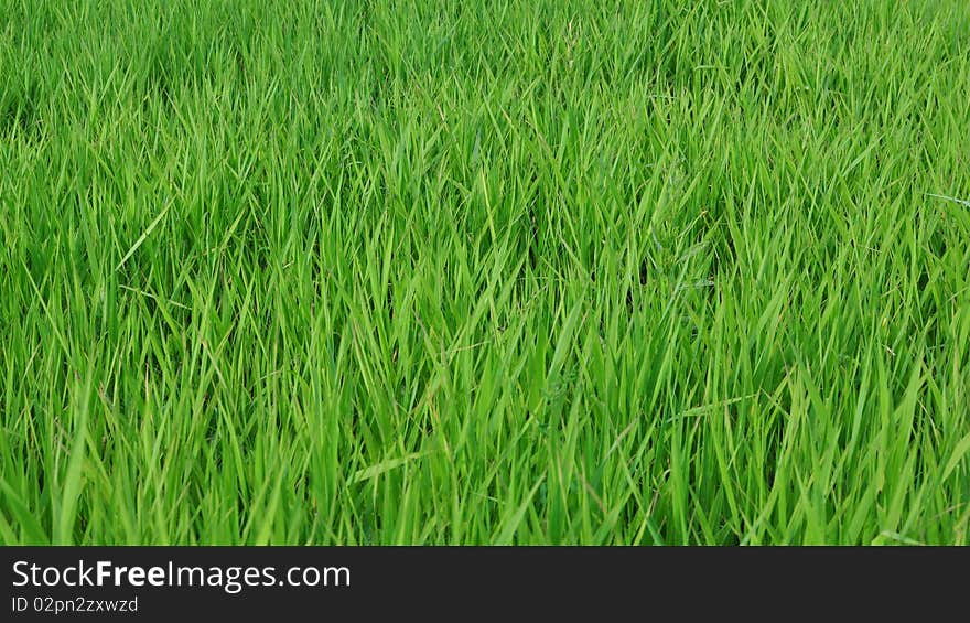 Green grass background