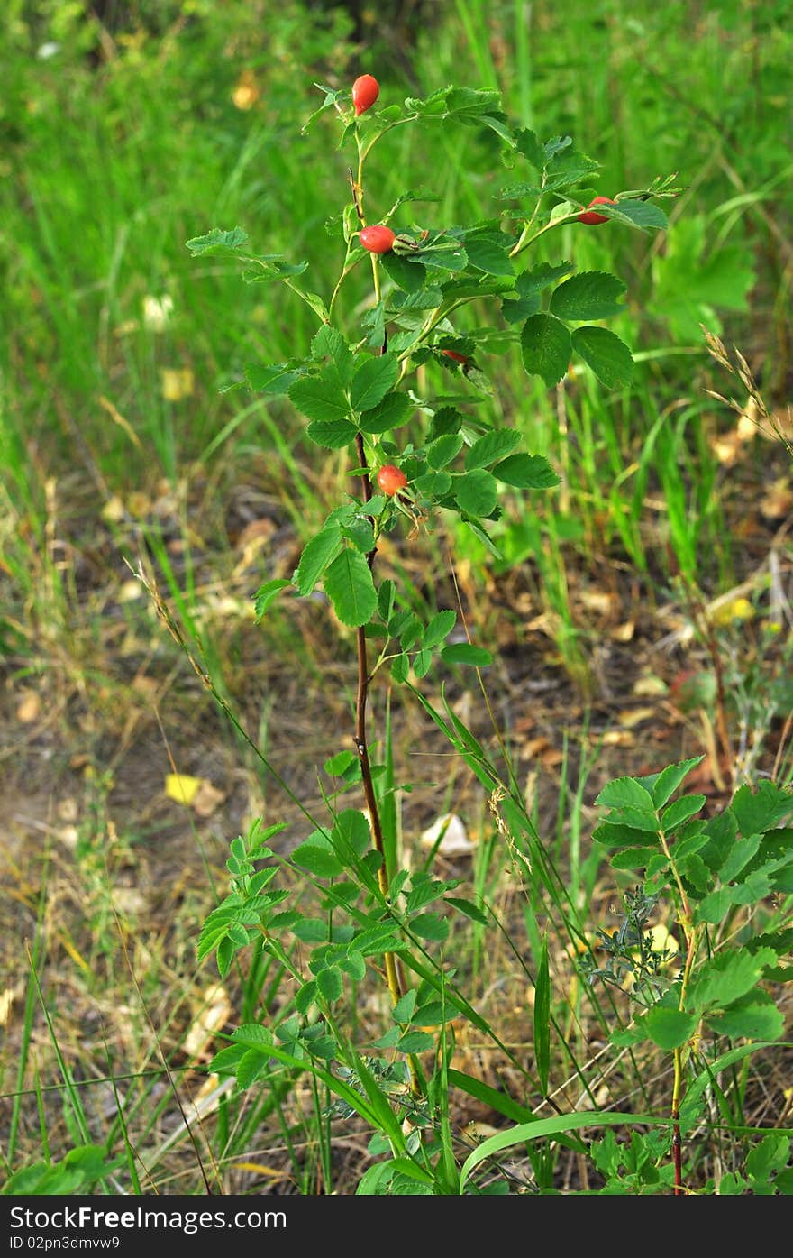 Branch of mature berries