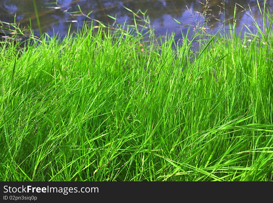 Green grass against the river