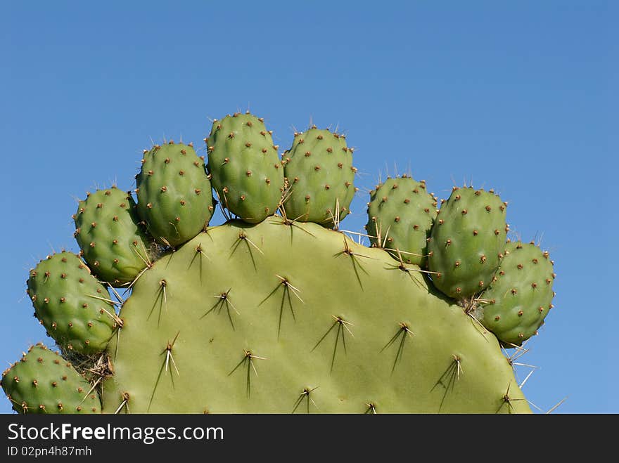 Fruit of the prickly pear plant