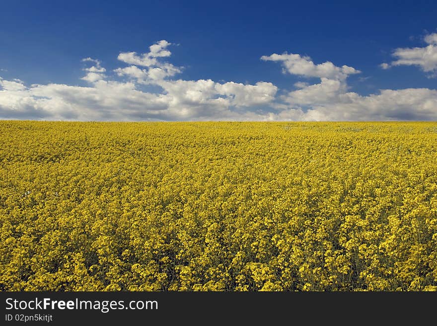 Flower yellow boxes. Balm for the soul. View of the vast plains of yellow flower fields emitted and raises mood, a feeling of inner harmony and energy. Flower yellow boxes. Balm for the soul. View of the vast plains of yellow flower fields emitted and raises mood, a feeling of inner harmony and energy.