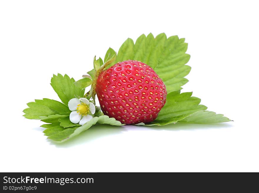 Strawberry on Green Leaves