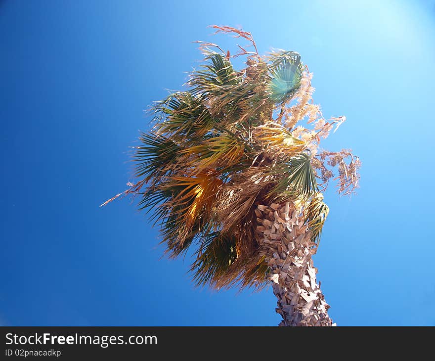 Exotic palm tree on a windy day