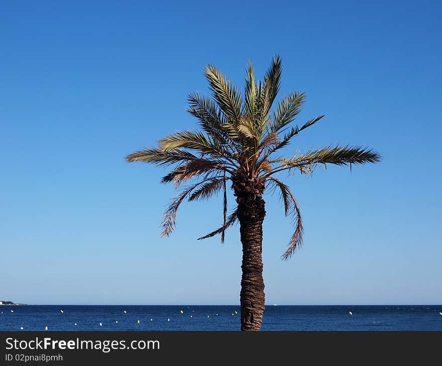 A shot of a palm tree on a sunny day. A shot of a palm tree on a sunny day