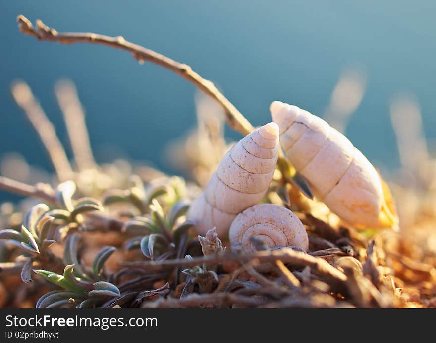 Sea seashells on turn blue the background. Natural composition