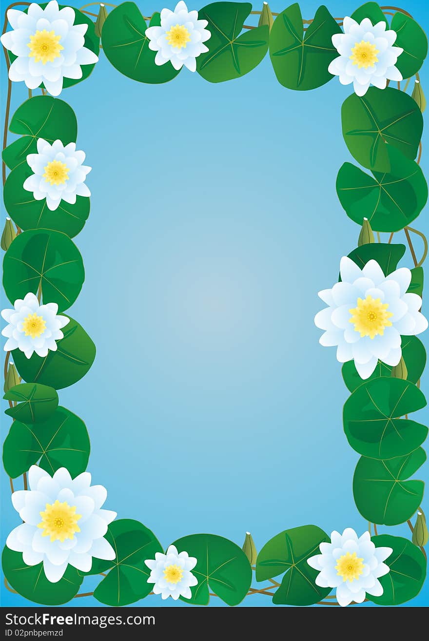 Blooming water lilies on a blue background. Lakes flowers. Blooming water lilies on a blue background. Lakes flowers