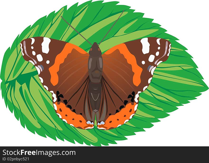 One of the varieties of butterflies sitting on the sheet. One of the varieties of butterflies sitting on the sheet