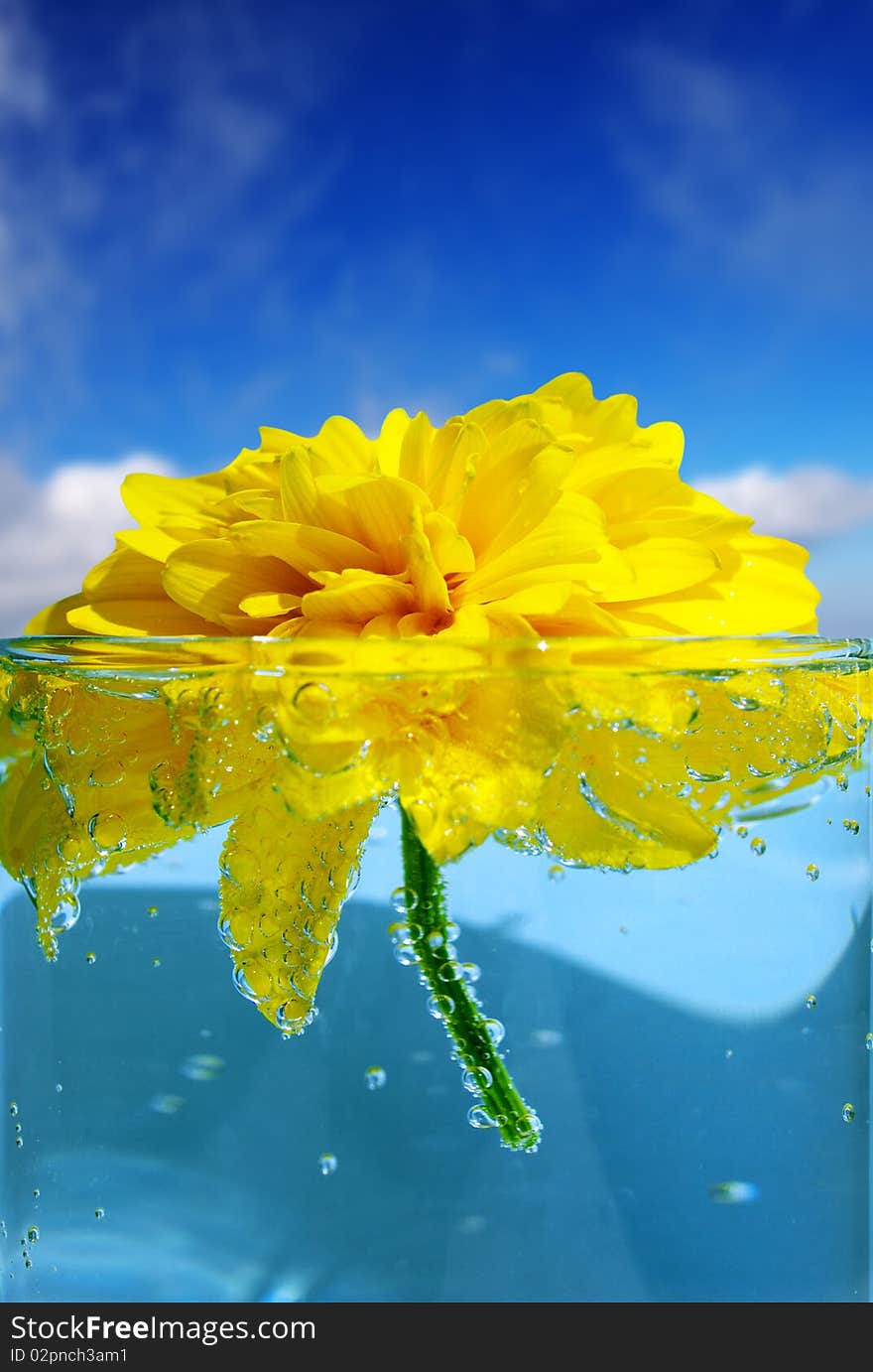 Yellow flower in glass against the blue sky