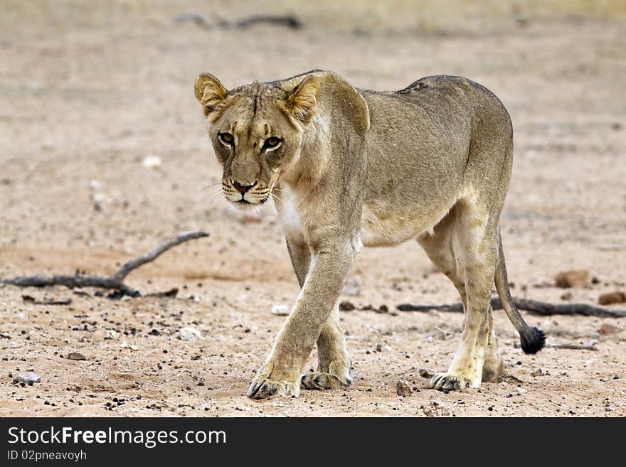 Kalahari lion in the Kgalagadi