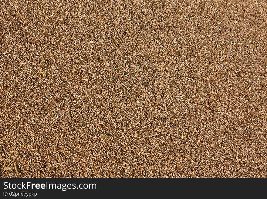 Background of grains of wheat