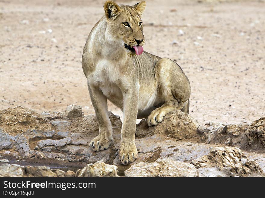 Kalahari lion in the Kgalagadi