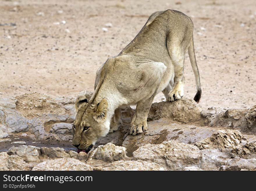 Kalahari lion in the Kgalagadi