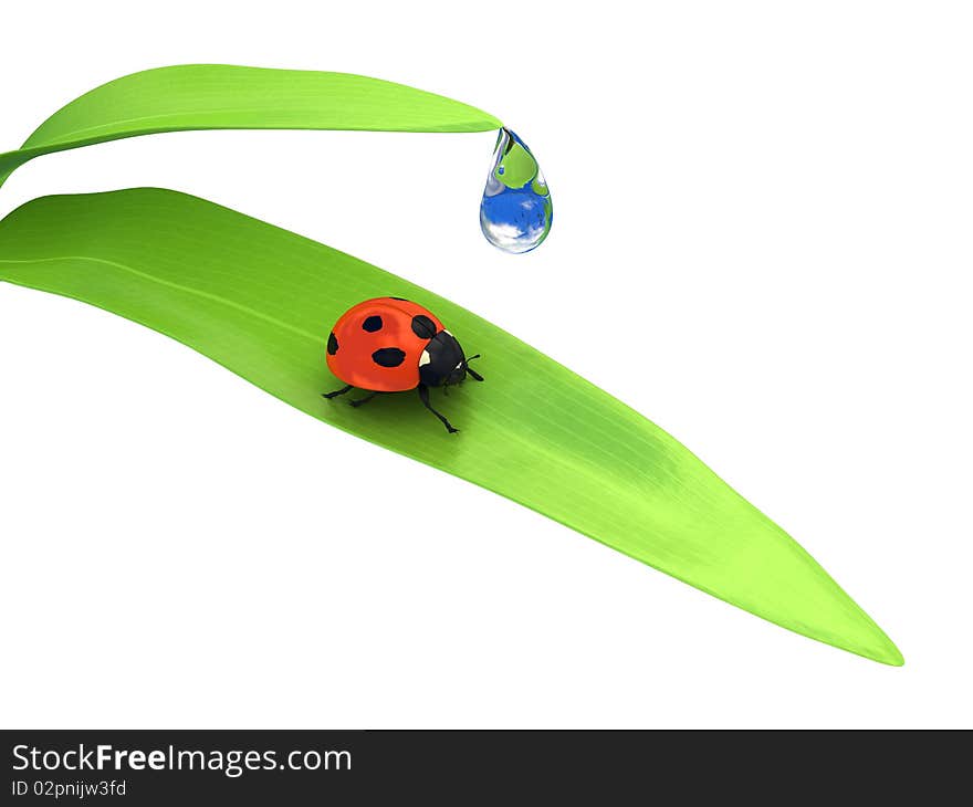 Ladybird Over White Background