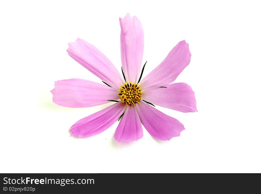 Pink daisy on a white background