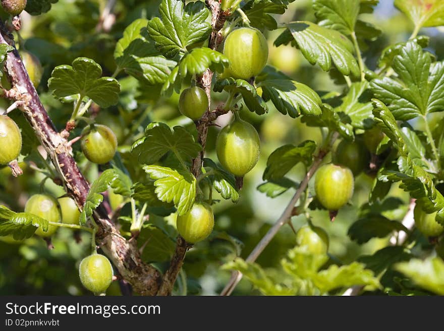 Ripe Gooseberries Shrub In Summer