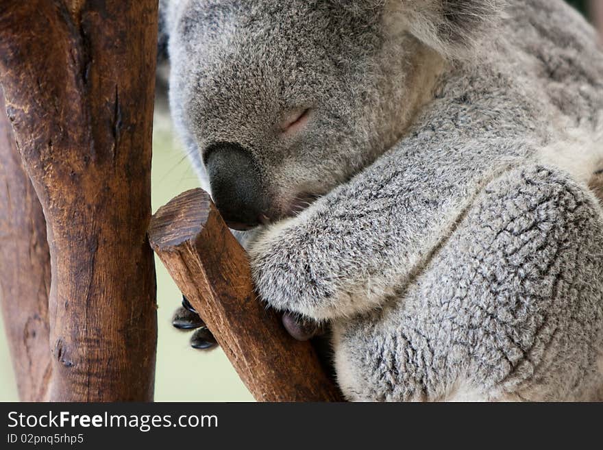 Australian Koala Bear sleeping in a tree. Australian Koala Bear sleeping in a tree.