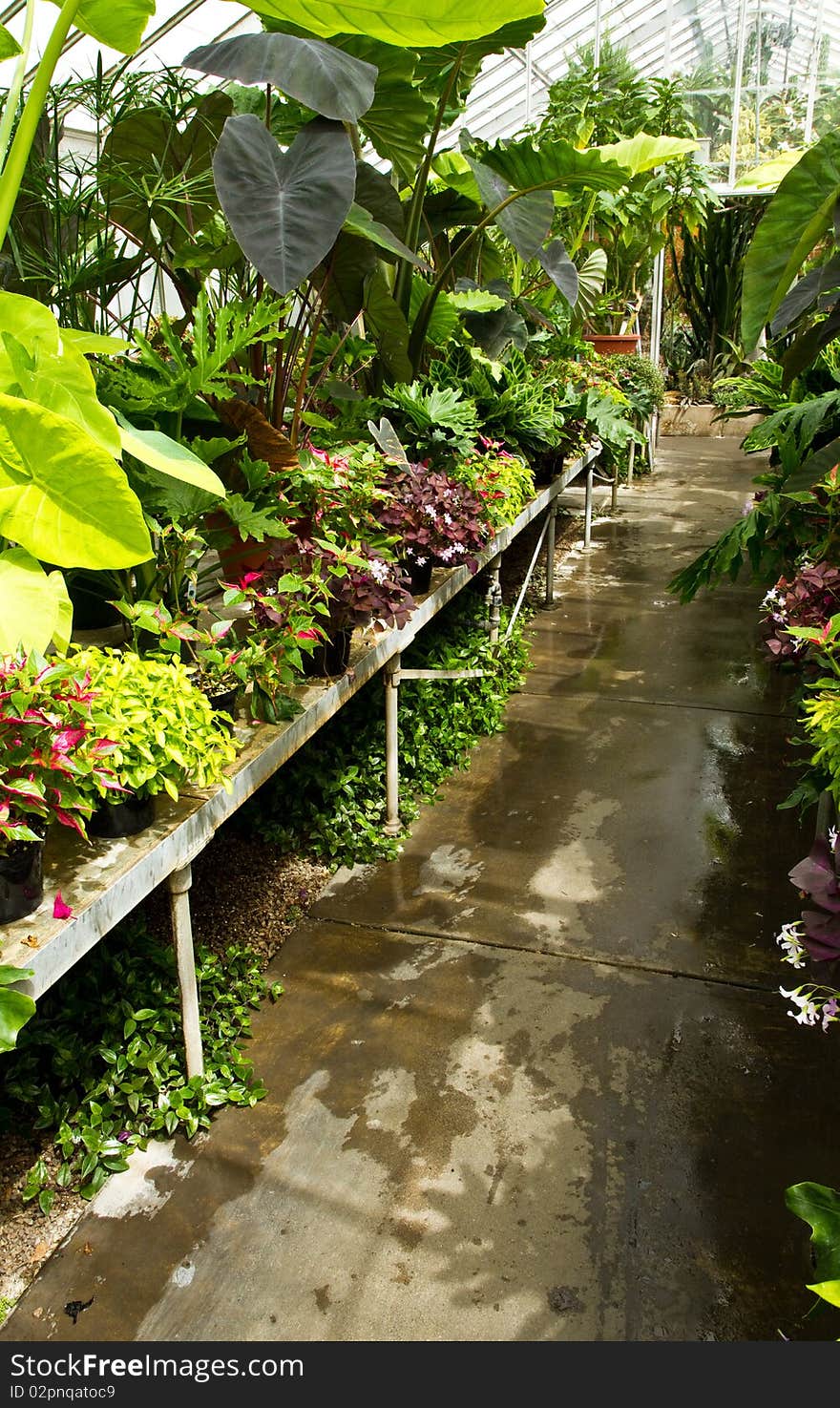 Greenhouse Walkway