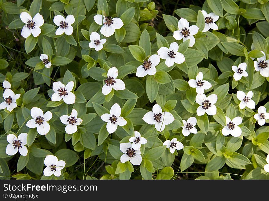 Beautiful wild flowers in forest