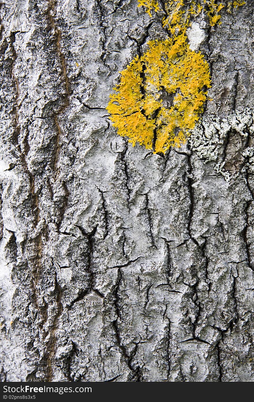 Tree bark texture background