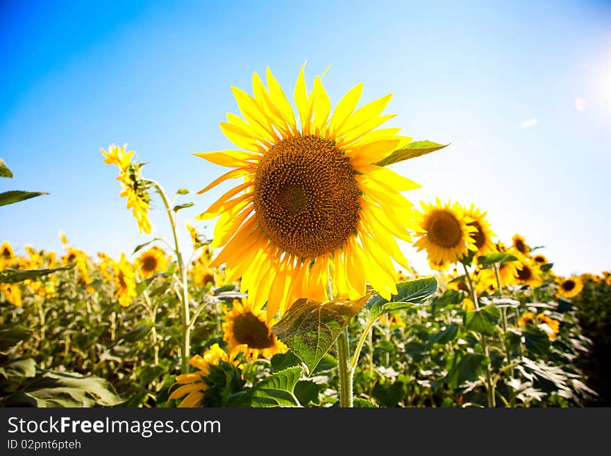 Sunflower field and blue sky background. Sunflower field and blue sky background