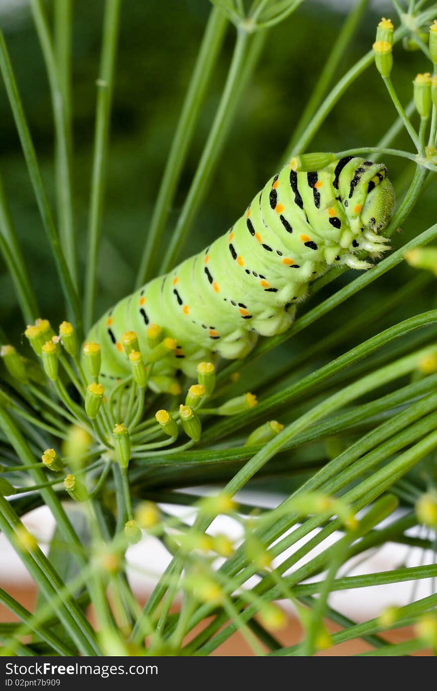 Green striped caterpillar on branch dill. Macro. Green striped caterpillar on branch dill. Macro.