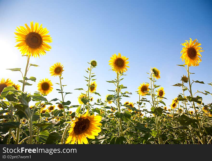 Sunflowers on the sky background