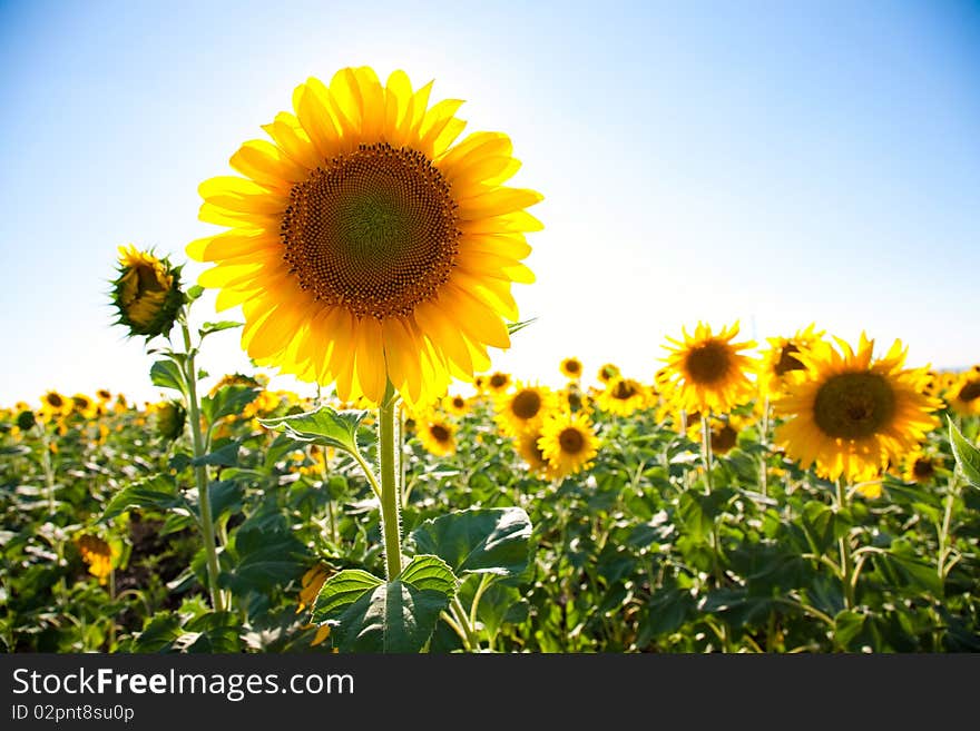 Sunflower field and blue sky background. Sunflower field and blue sky background