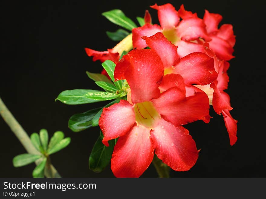 Red bouquet in your garden