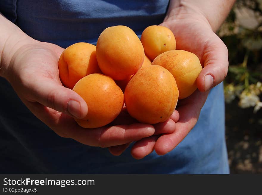 Ripe apricots in hands of gardener