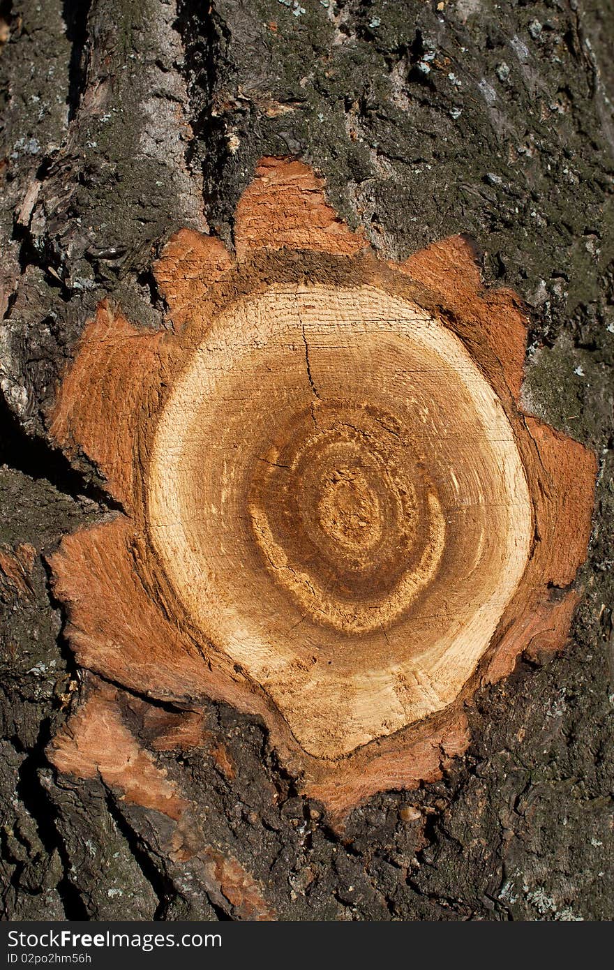 Textures  tree  oak  cut