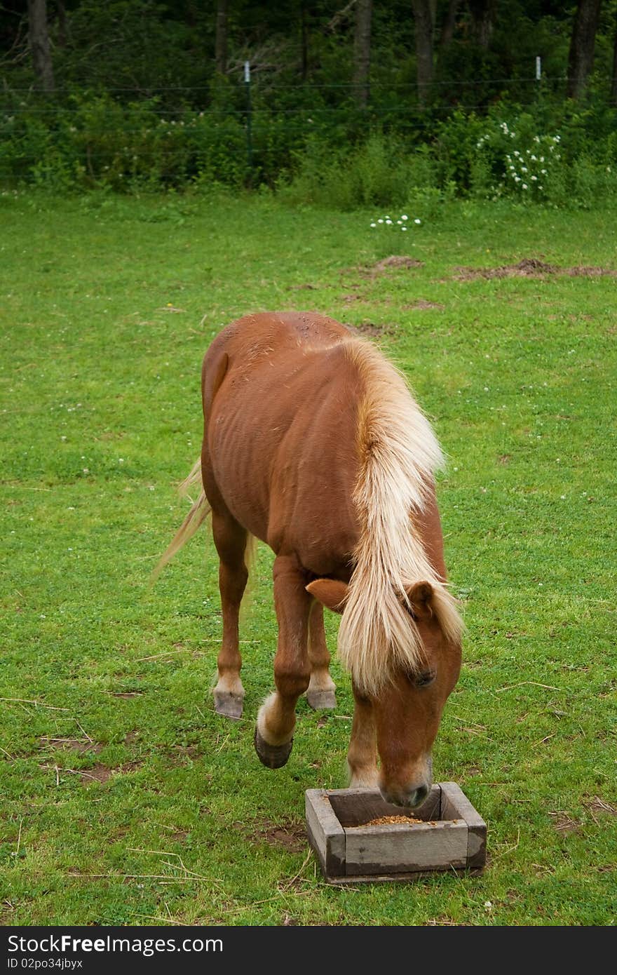 A red pony in a green field eating.