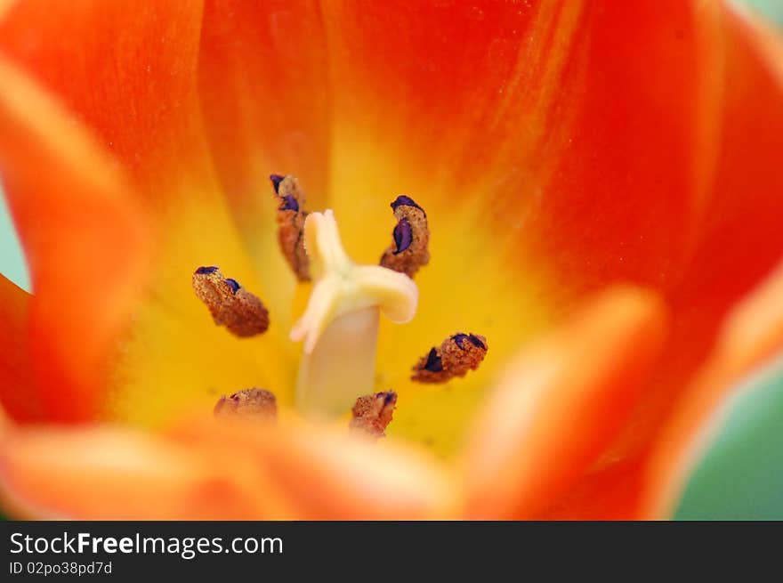 Vibrant Tulip